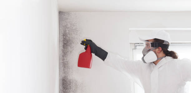 Best Local Mold Removal Service  in Verona Walk, FL